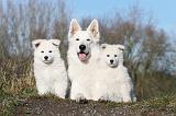 BERGER BLANC SUISSE - ADULTS ET PUPPIES 001